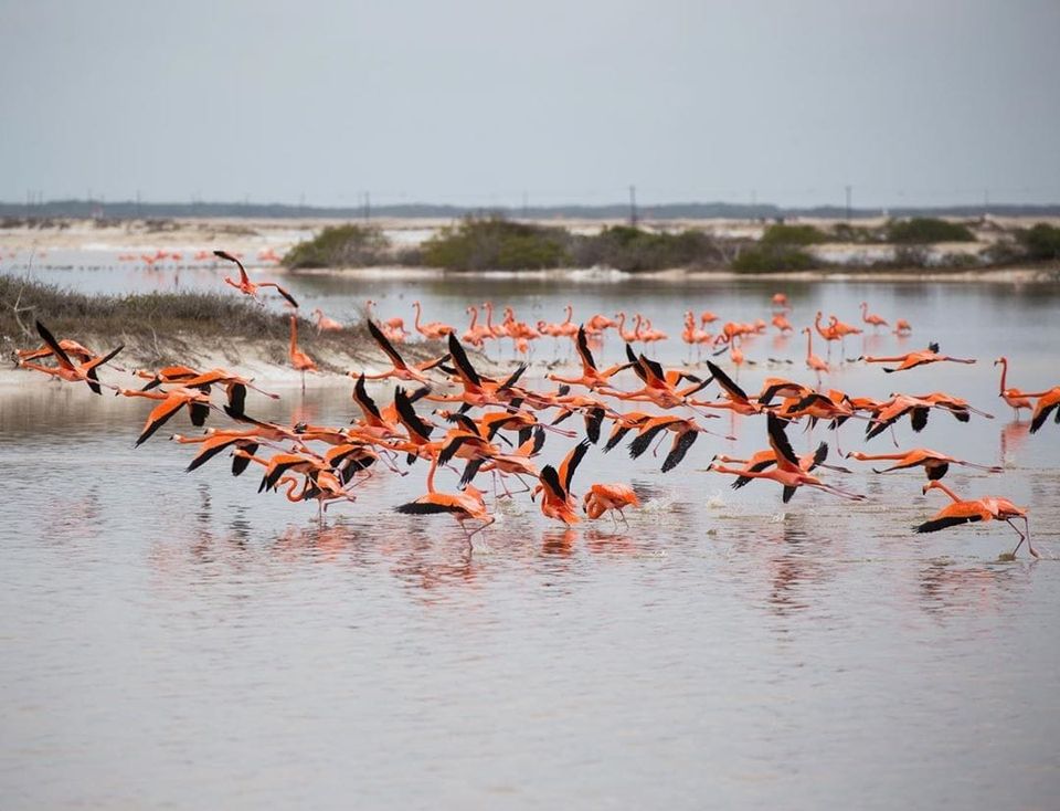 turismo en yucatan flamencos reactivacion turistica