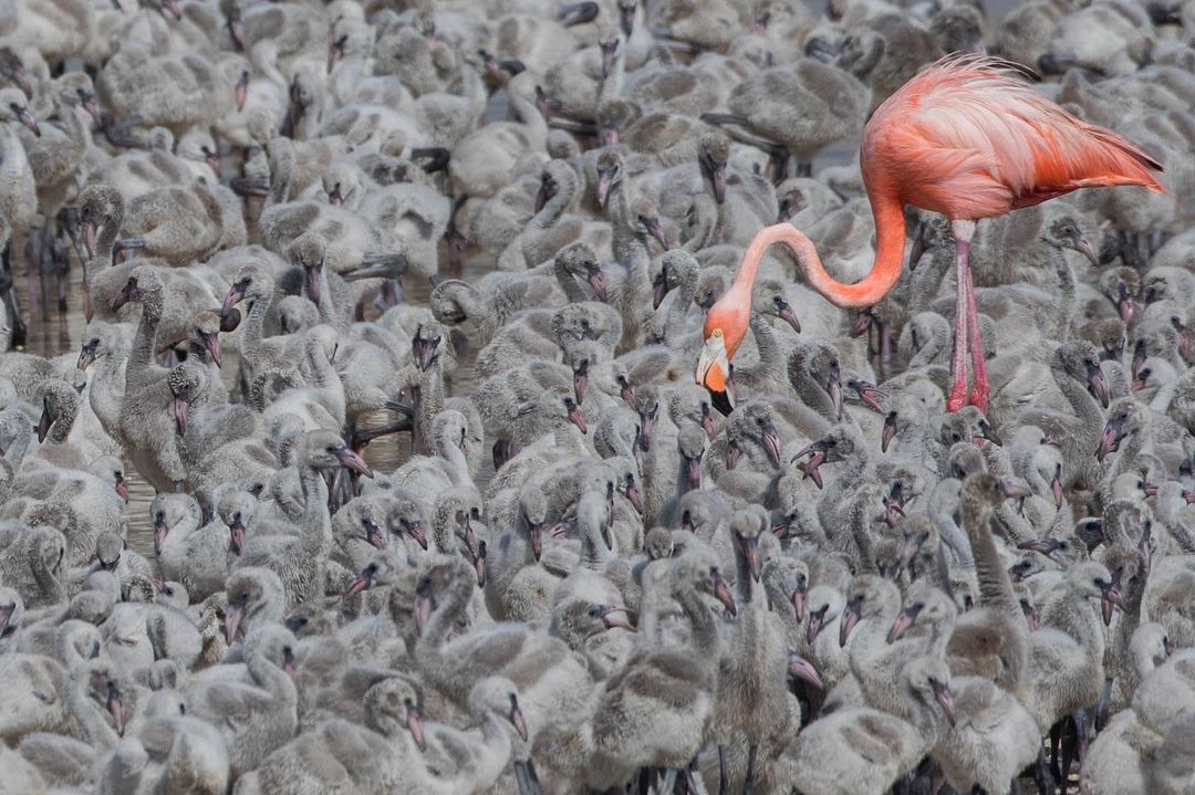 flamingos en yucatan y sus crias