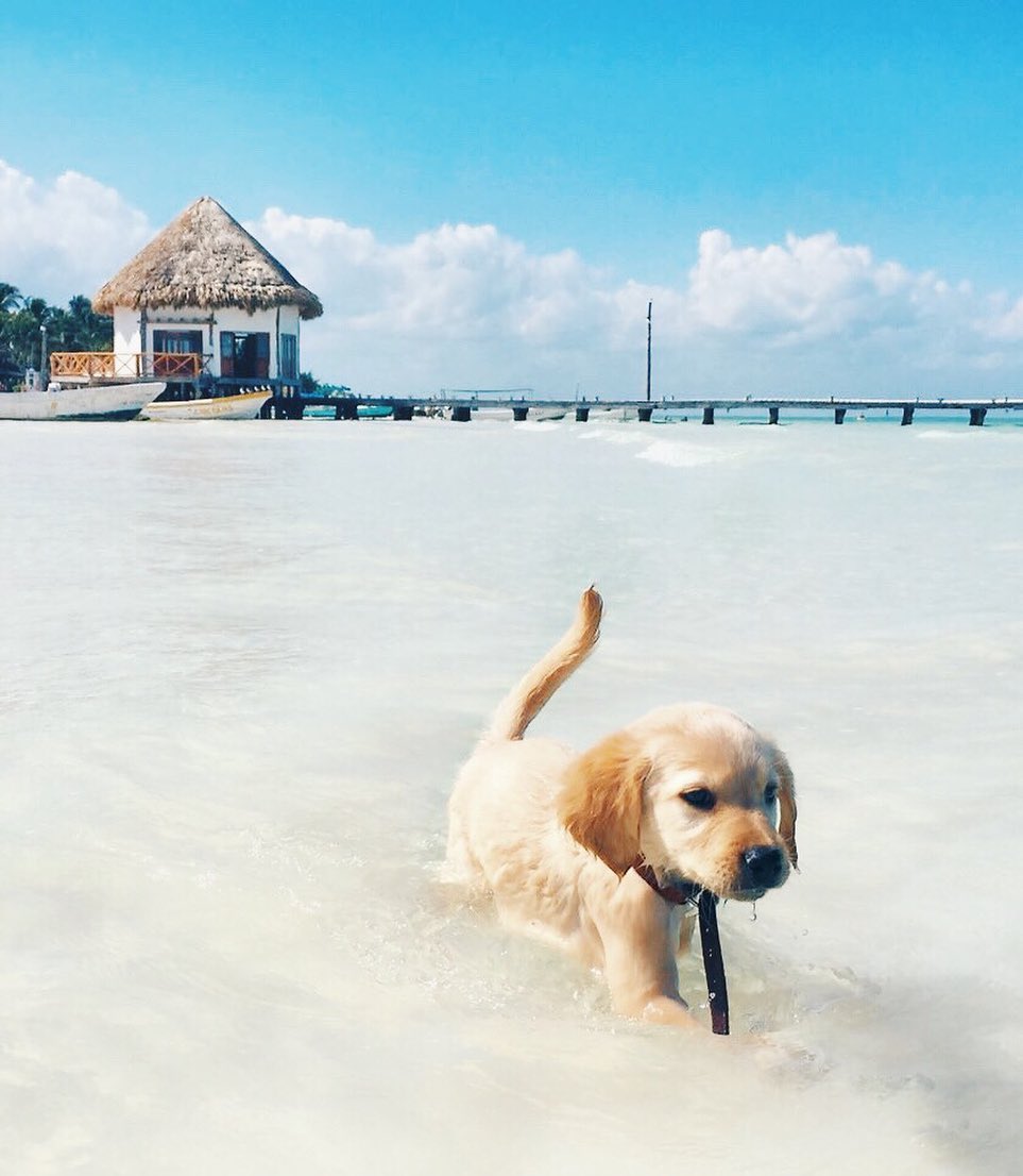 murph holbox, perro de holbox, golden retriever isla holbox dog, top yucatan murphy