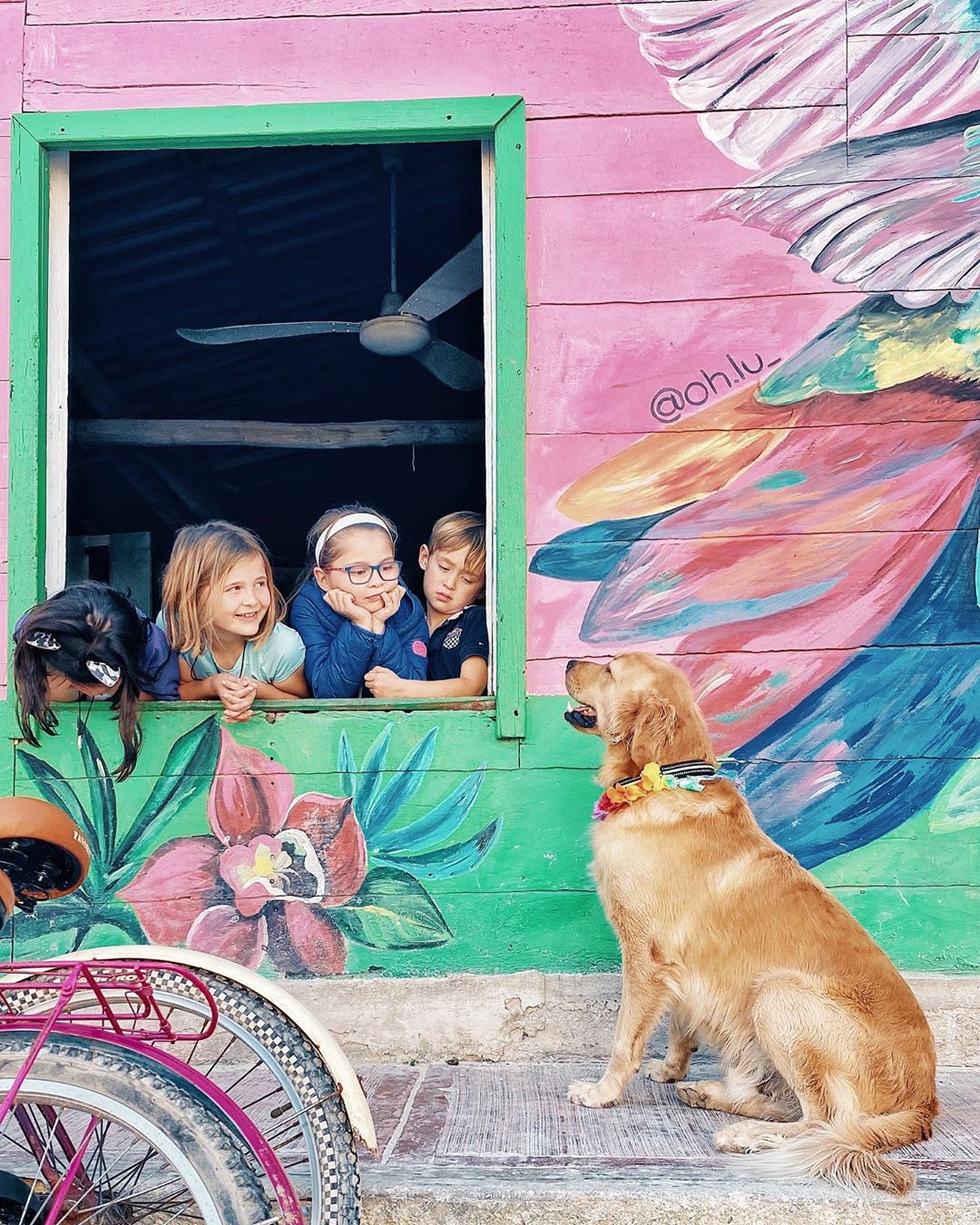 murph top yucatan stories, holbox dog perro