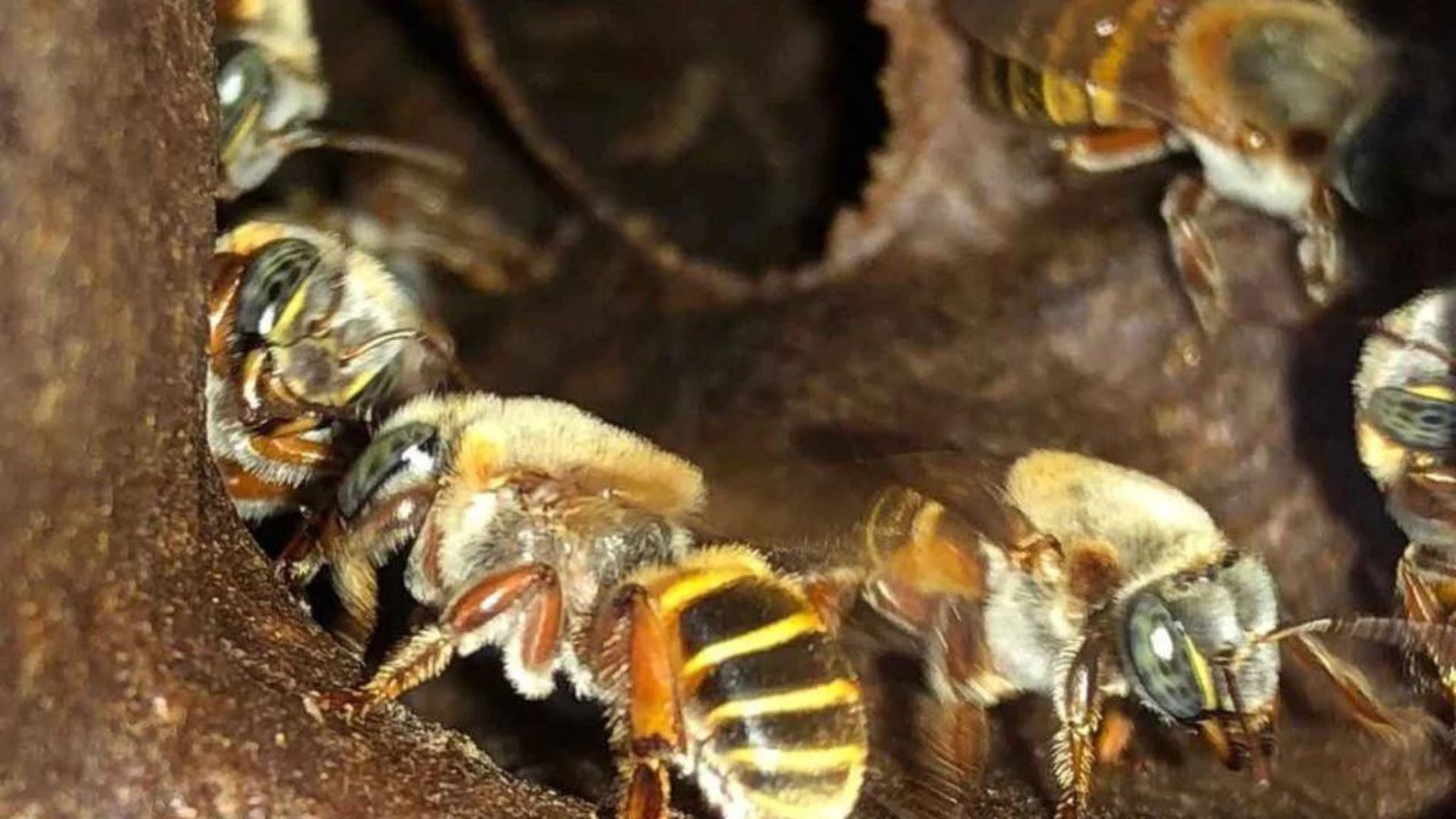abeja melipona yucateca, beneficios de la abeja melipona, abeja melipona endemica de yucatan