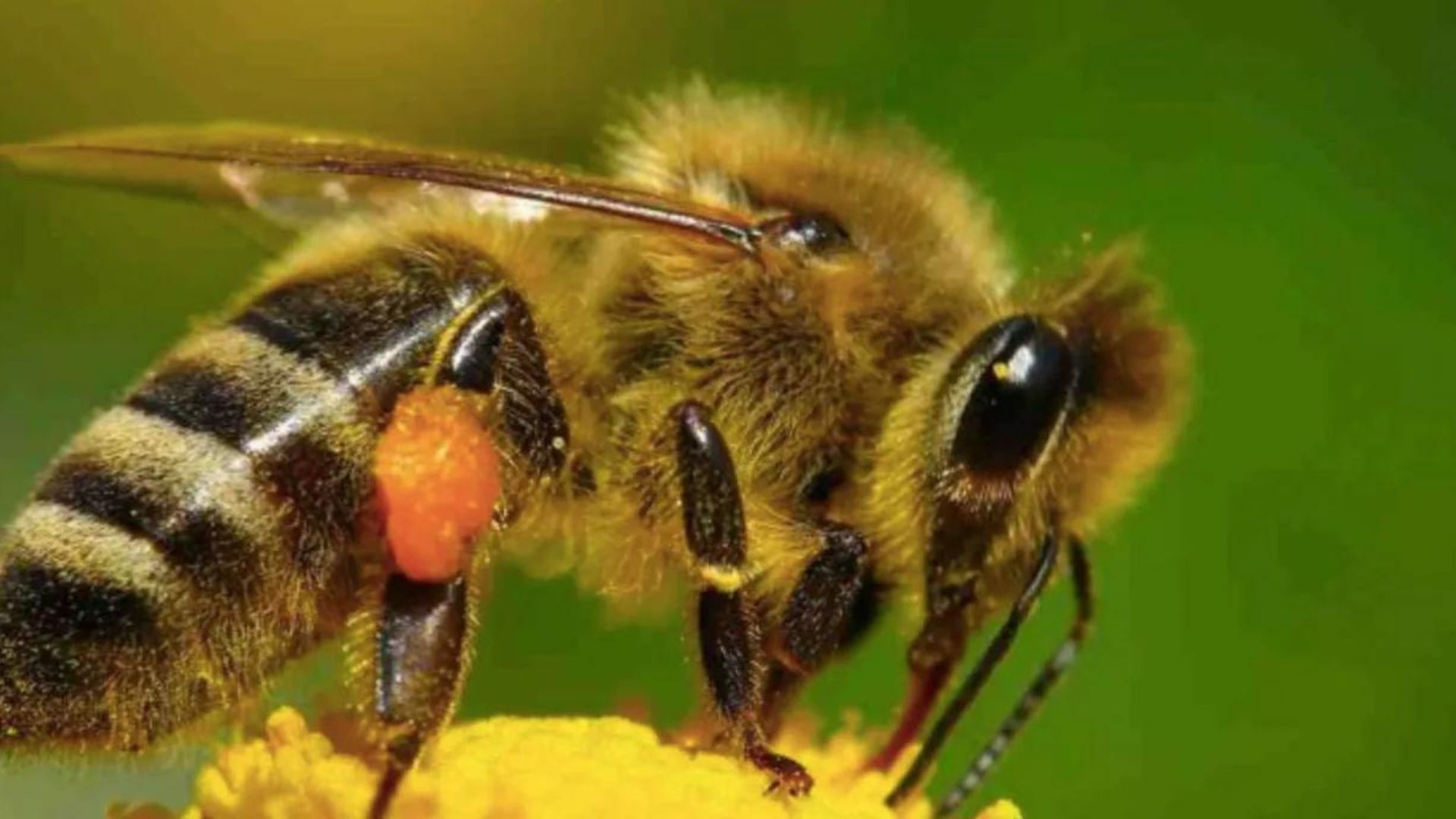 abeja melipona yucateca, beneficios de la abeja melipona, abeja melipona endemica de yucatan