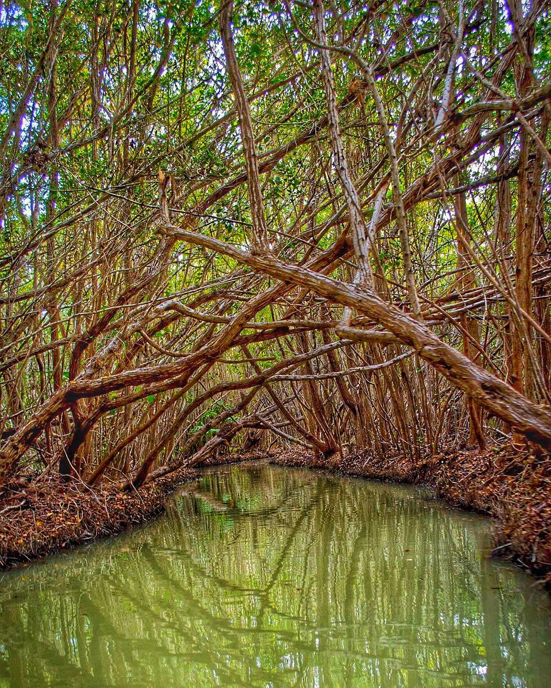manglares san crisanto