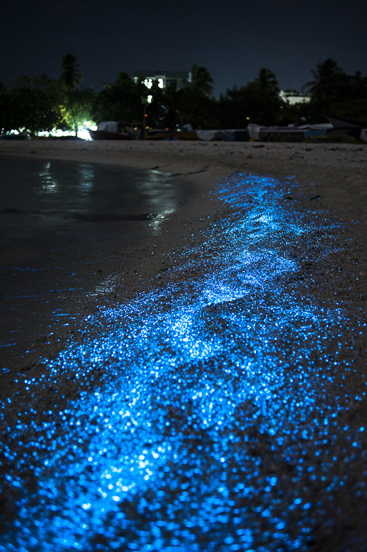 bioluminiscencia en Holbox