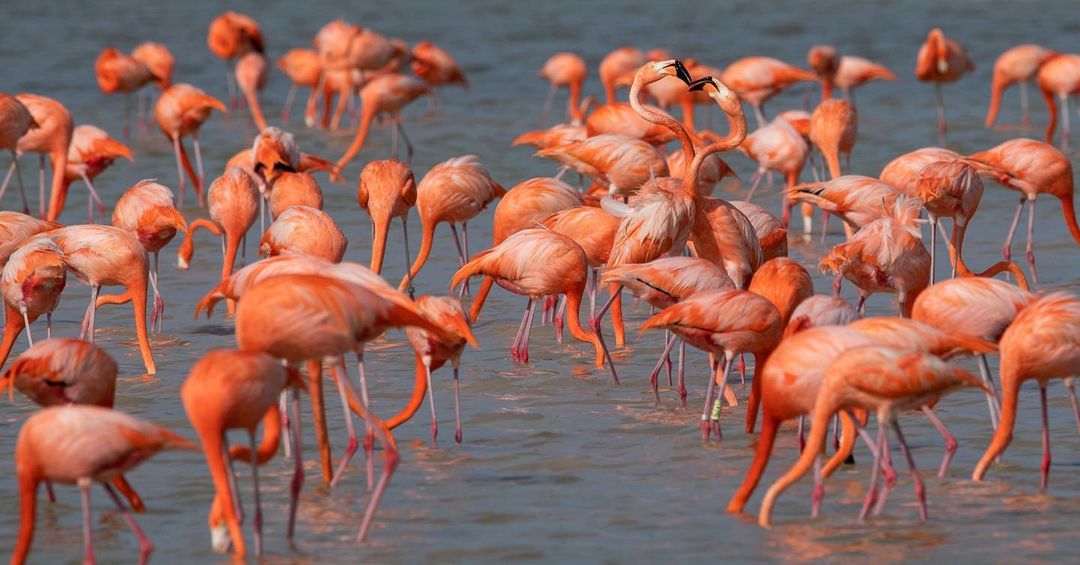 flamingos en yucatan