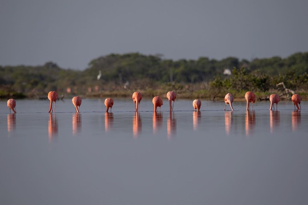 flamingos en yucatan