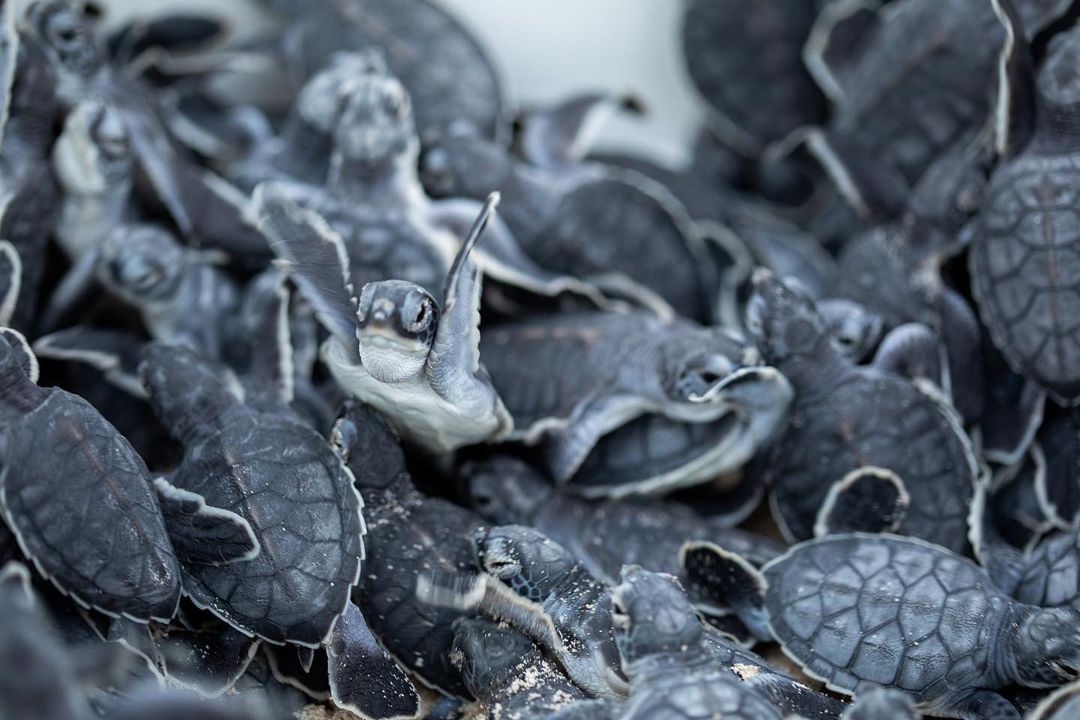 tortugas marinas en yucatan