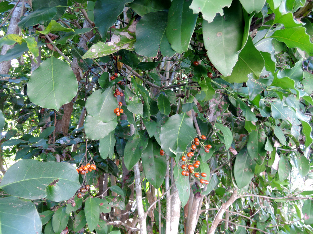 árbol chechén hojas