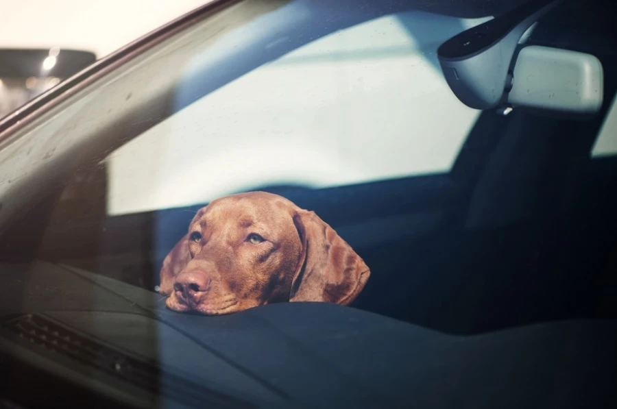 no dejar a tu perro dentro del carro, Cómo prevenir un golpe de calor en perros, Consejos para mantener a tu mascota segura en días calurosos