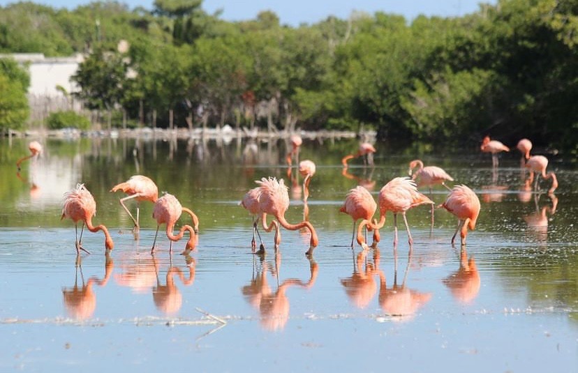 celestun, peninsula yucateca, flamingos