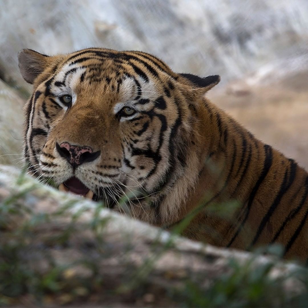 Parque Zoológico Centenario en Mérida