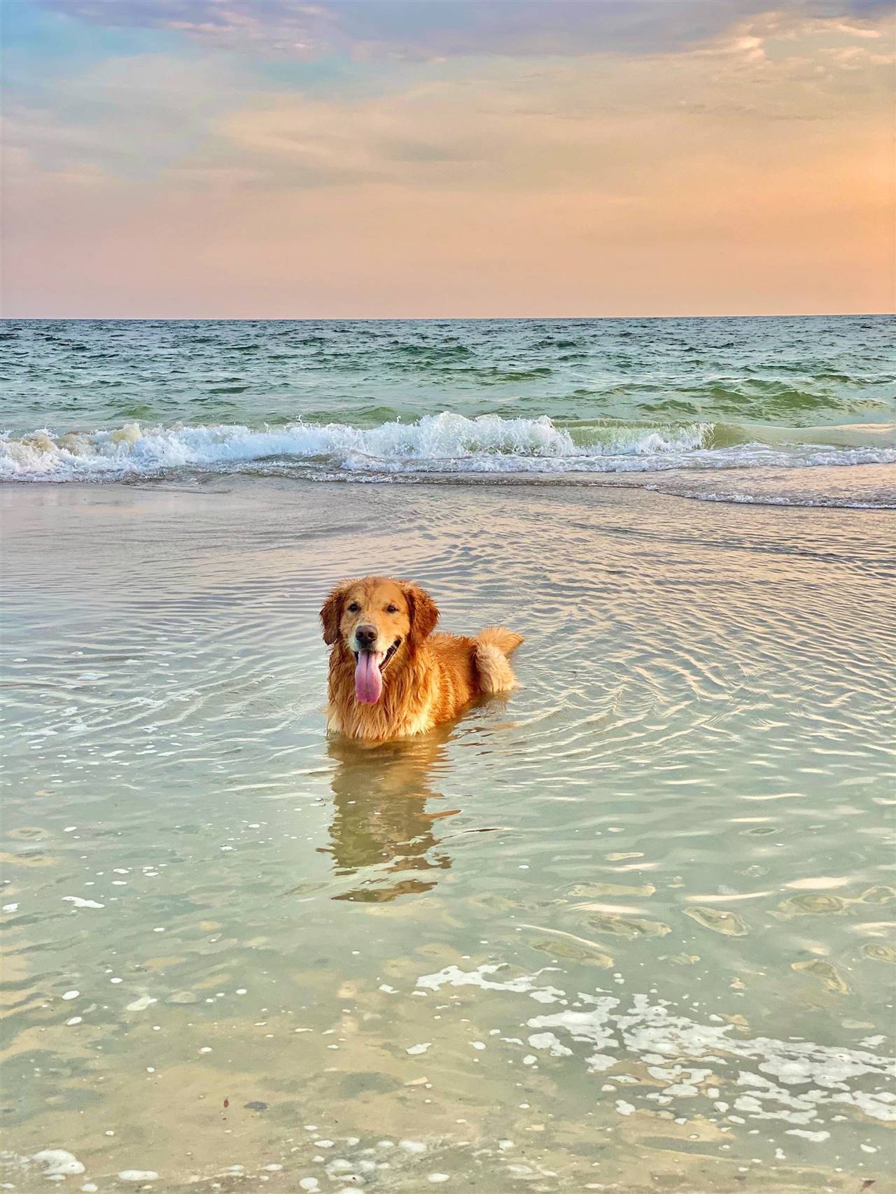 darle agua al perro en horas de calor, hidrata a tu perro, Cómo prevenir un golpe de calor en perros, Consejos para mantener a tu mascota segura en días calurosos
