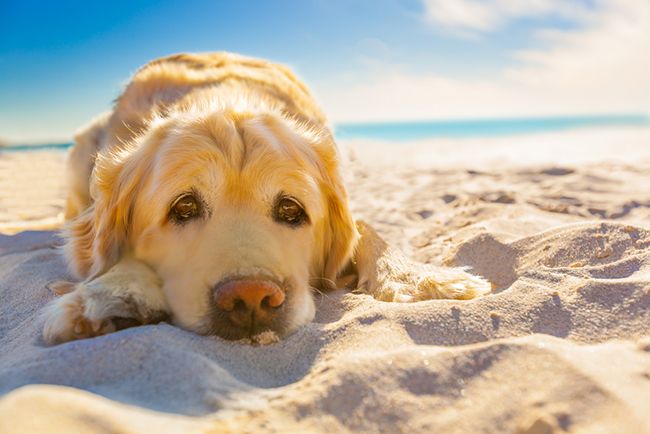 Cómo prevenir un golpe de calor en perros, Consejos para mantener a tu mascota segura en días calurosos, prevenir golpe de calor