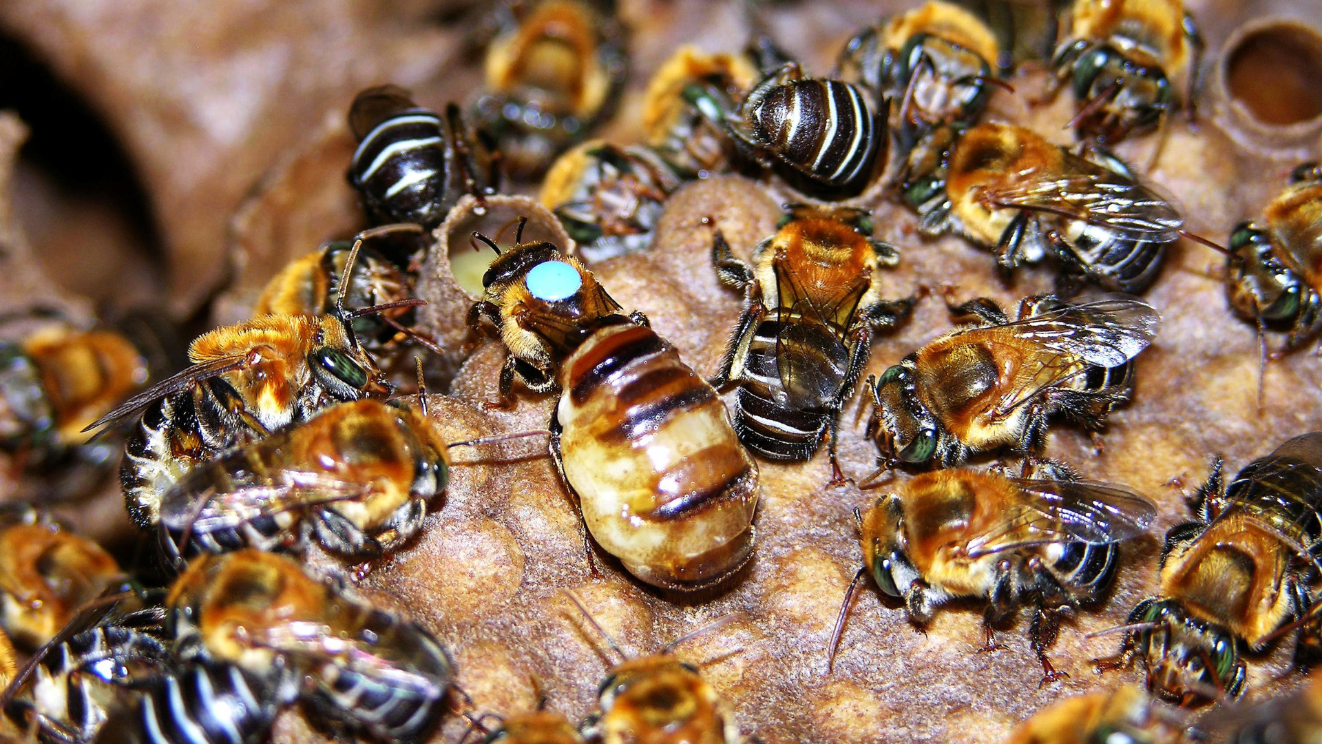 Abeja Melipona: La abeja yucateca que produce miel con beneficios medicinales