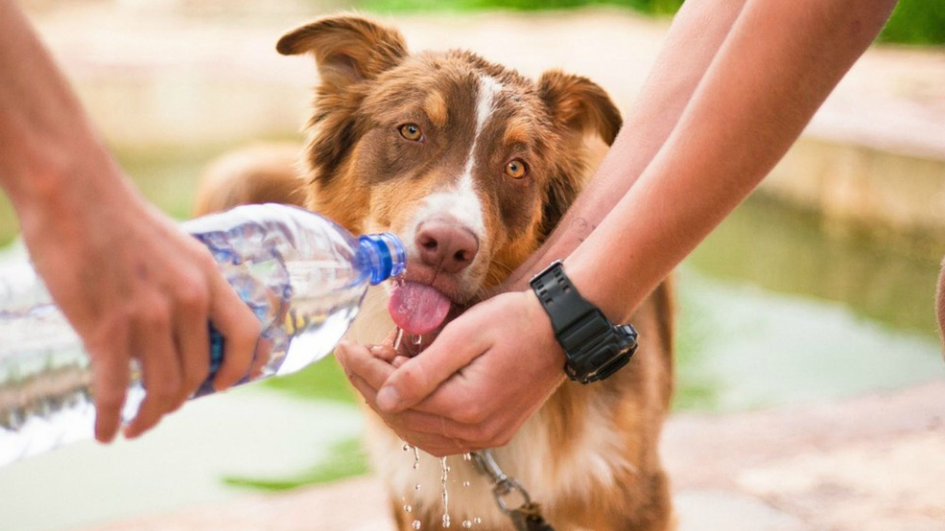 Cómo prevenir un golpe de calor en perros: Consejos para mantener a tu mascota segura