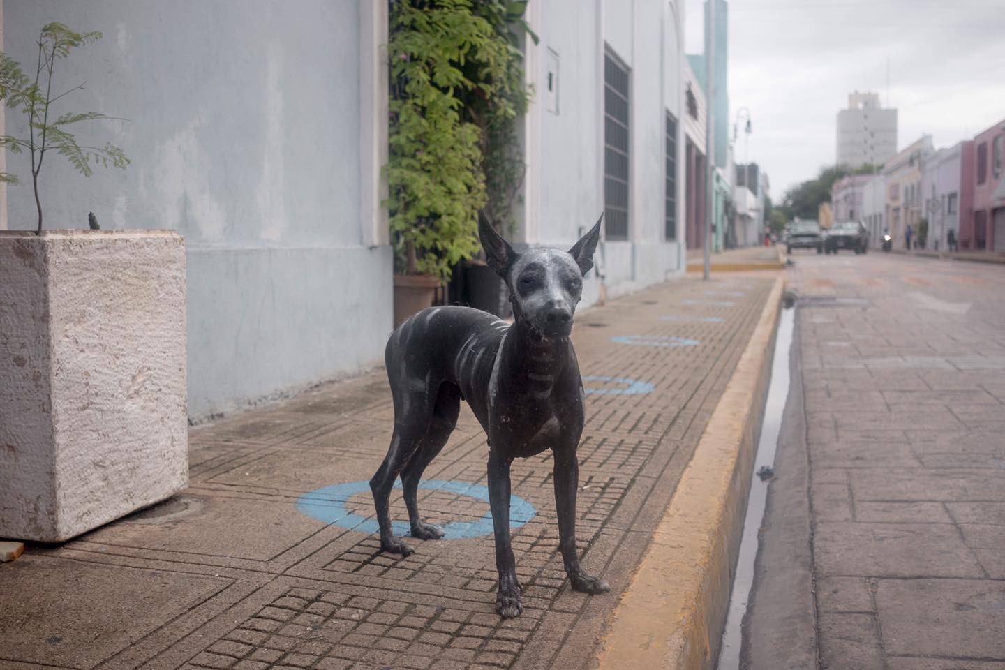 Conoce a Frida, la perrita Xoloitzcuintle más famosa de Yucatán