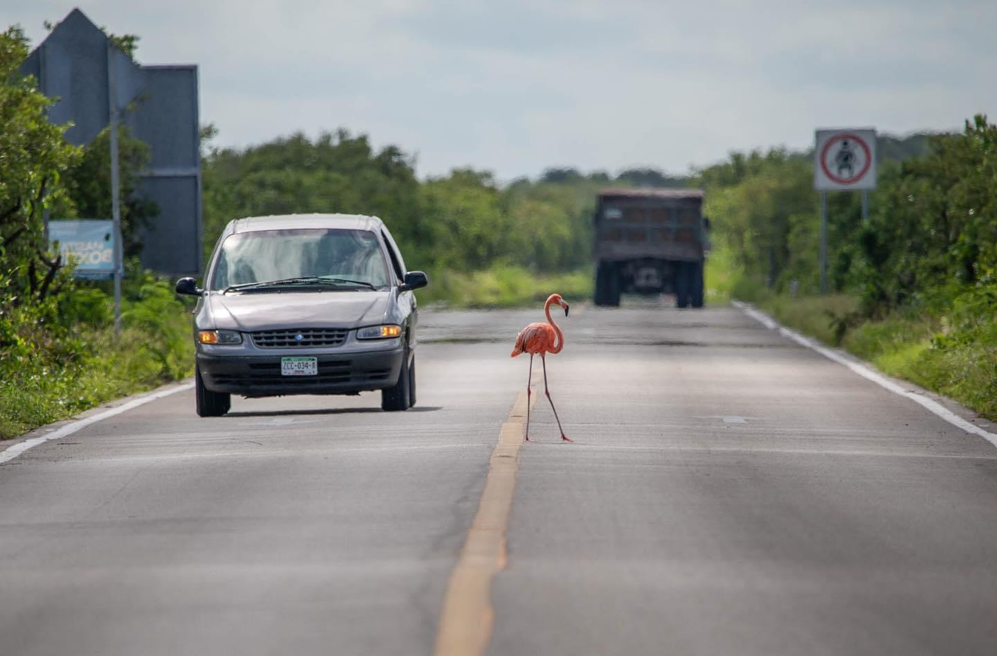 Flamingo Conservation y su lucha por la supervivencia del Flamenco del Caribe