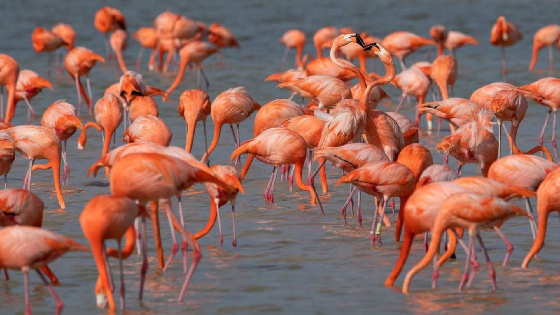 Los mejores lugares para ver flamencos en Yucatán
