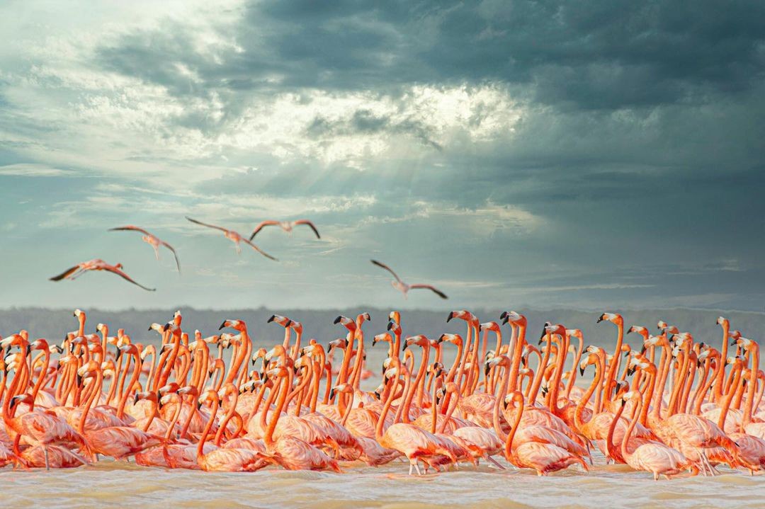 ¿Qué hacer en Celestún? El paraíso de los Flamencos