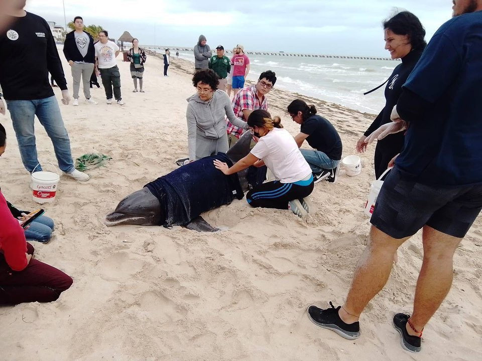 Rescatan y liberan a delfín nariz de botella varado en Progreso