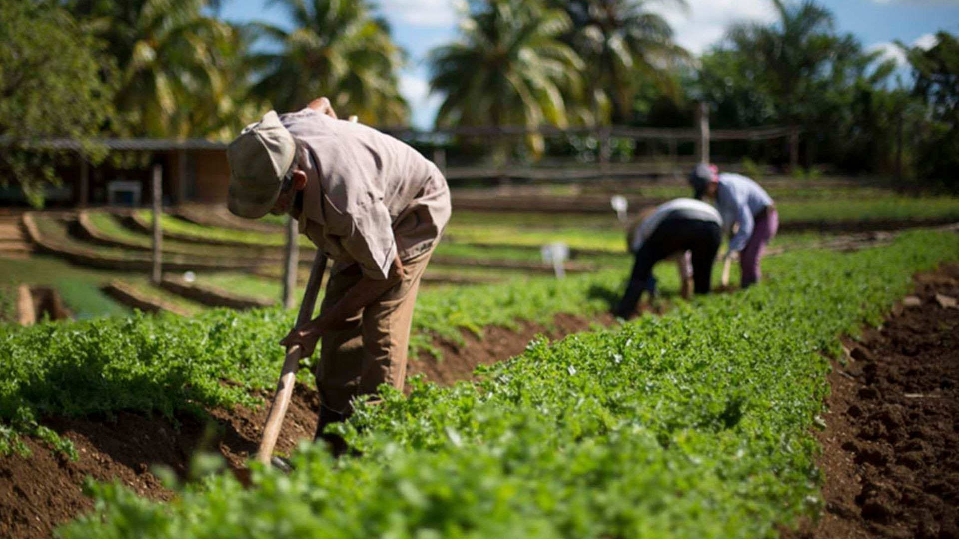 Todo lo que tienes que sobre la Feria Agroecológica 2024 en Mérida: Sabores y sustentabilidad