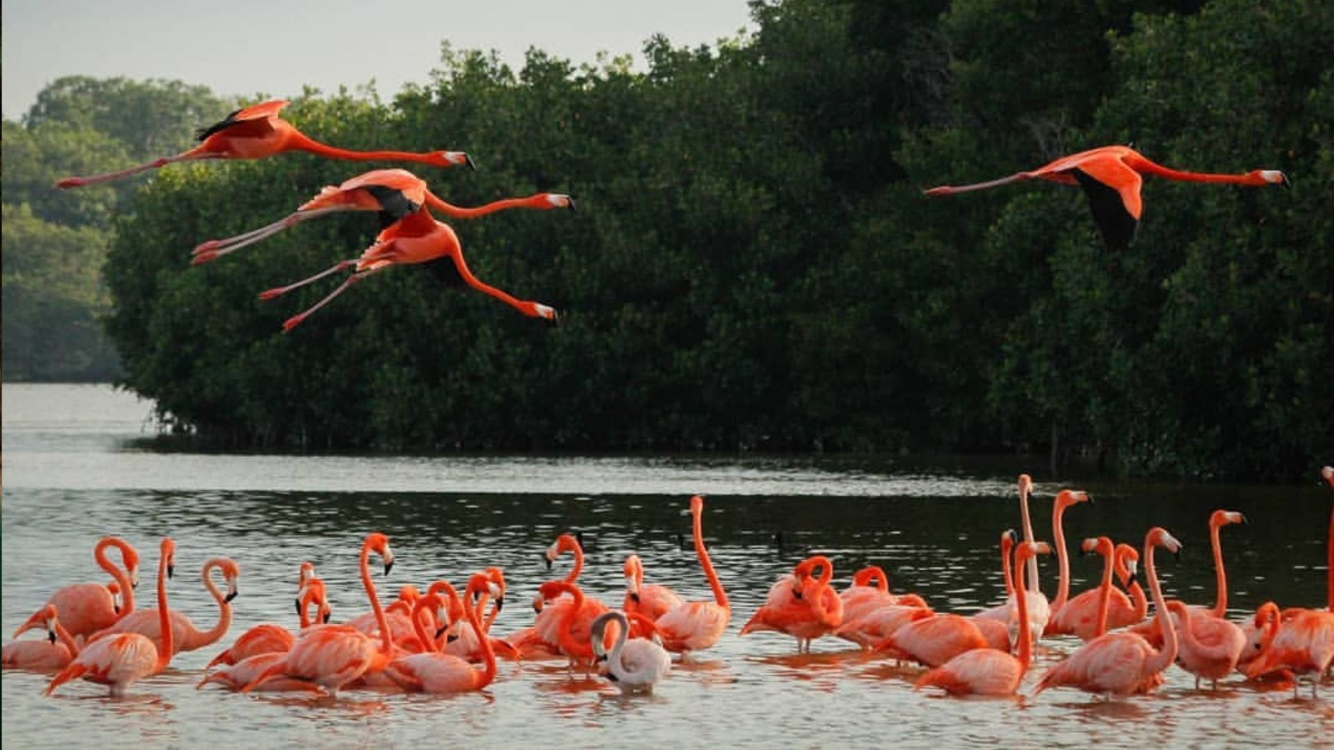 TOP 5 lugares para avistar aves en Yucatán