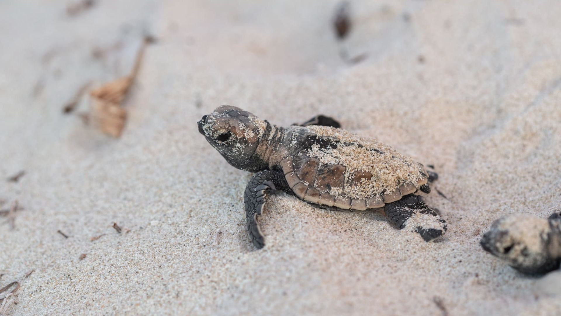 Un viaje hacia la vida: Liberación de tortugas marinas en Yucatán